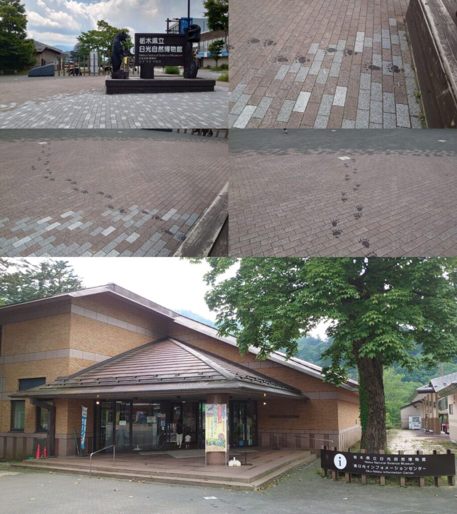 日光自然博物館に続く足跡