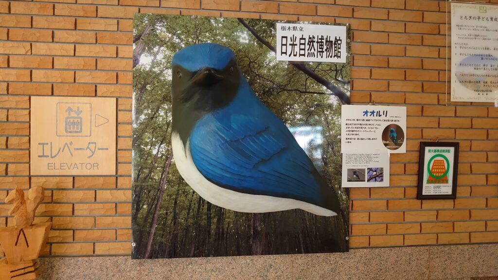 オオルリの大型模型