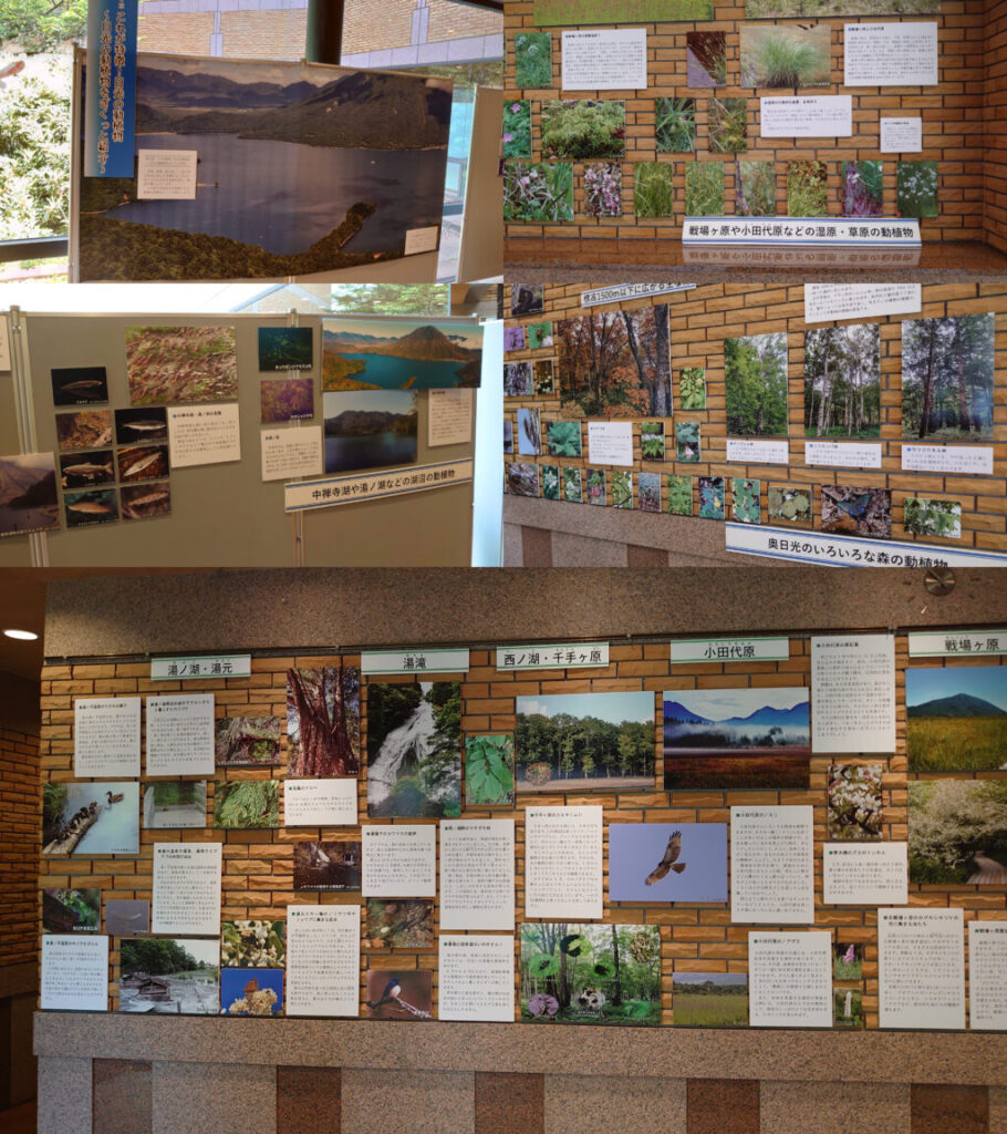 日光自然博物館の自然写真