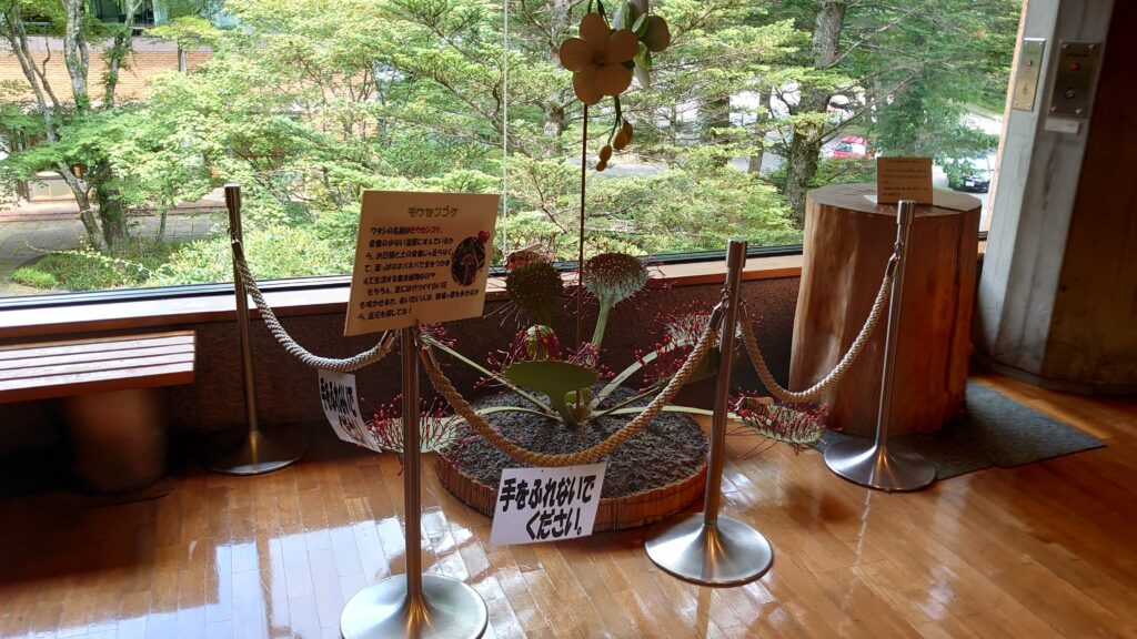 モウセンゴケの大型模型