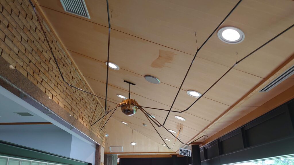 天井に張り付いている大型の足長蜘蛛の模型