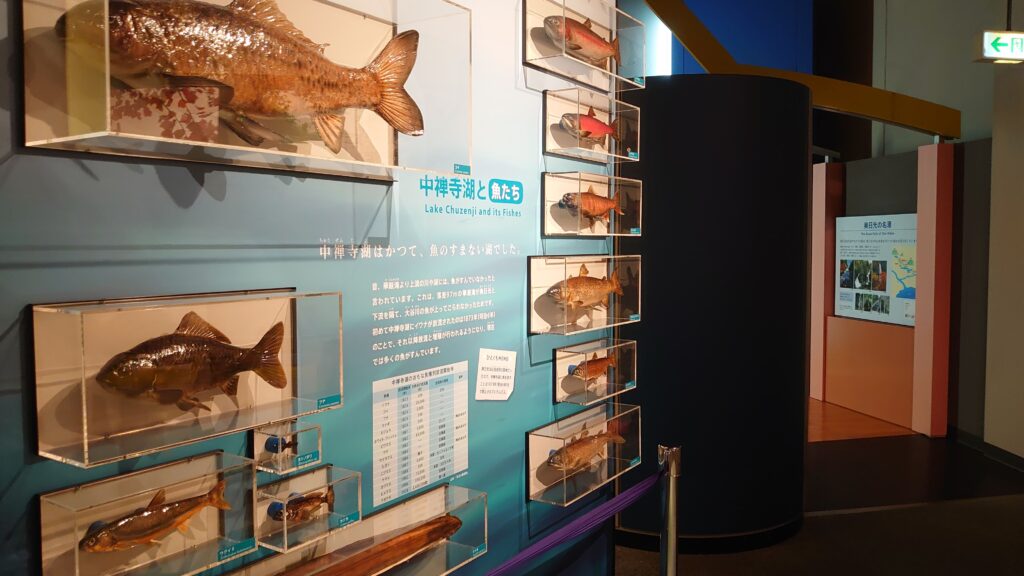 中禅寺湖と魚たち