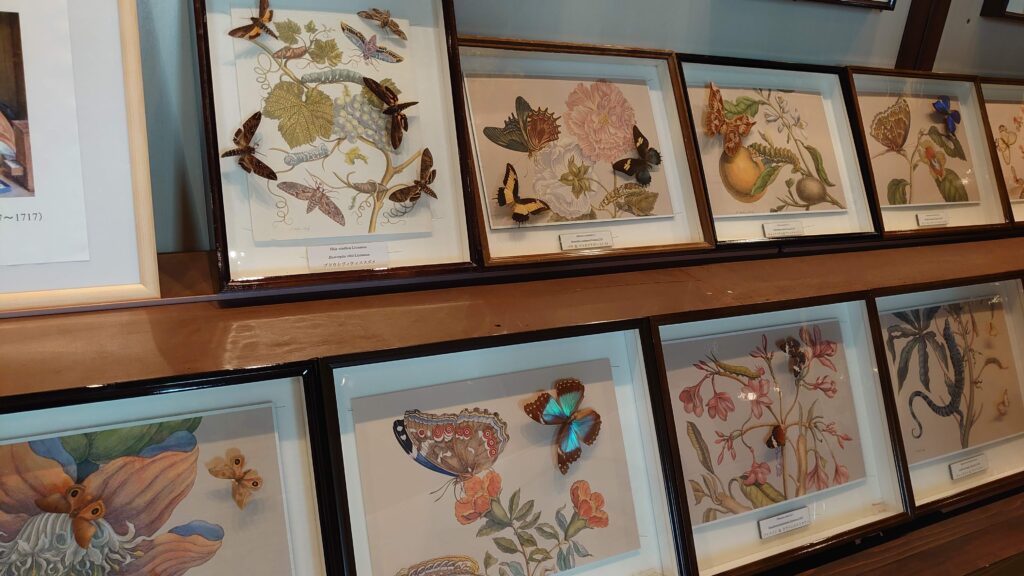 蝶の美術館の数種類の標本