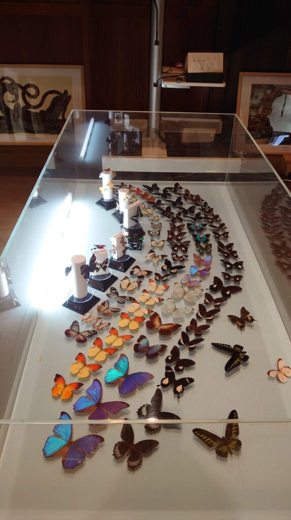 蝶の美術館の標本一覧
