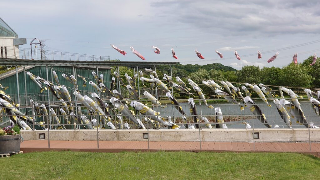 大量の鯉のぼり