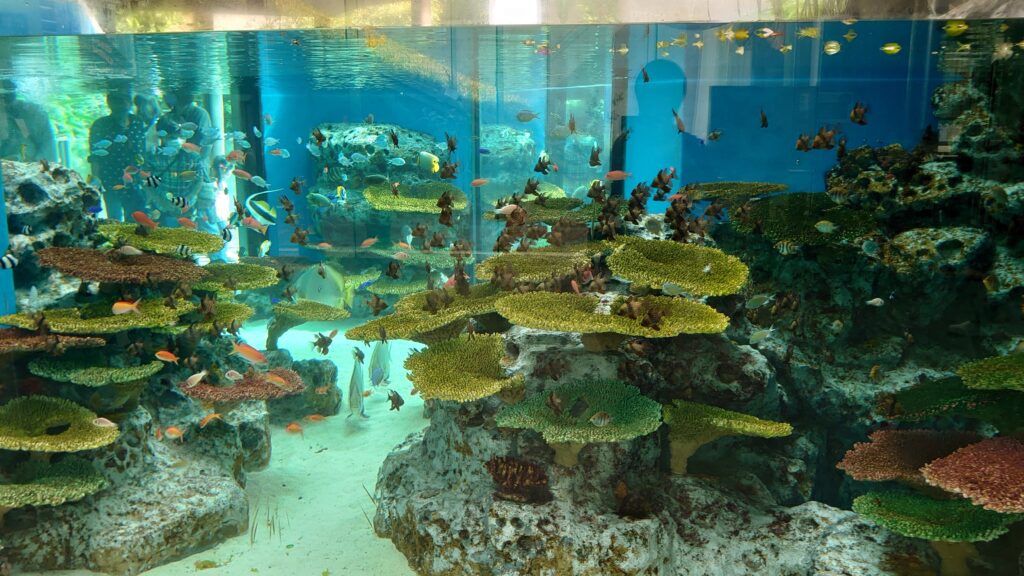 水族館入口の大水槽